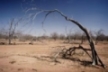 Dead vegetation in drought-stricken area, Senegal